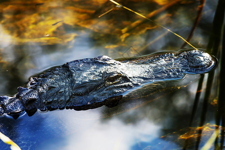 美国鳄鱼游泳大沼泽地,五颜六色的倒影水,野生自然公园图片