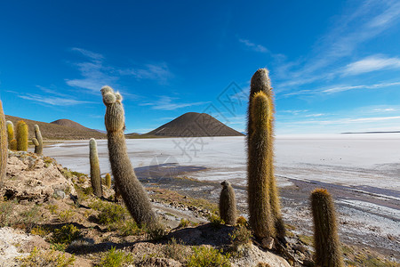 大仙人掌印加瓦西岛,盐平萨拉德尤尼,高原,玻利维亚寻常的自然景观废弃太阳能旅行南美洲背景图片