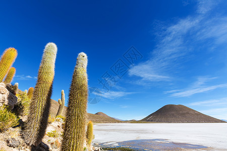 大仙人掌印加瓦西岛,盐平萨拉德尤尼,高原,玻利维亚寻常的自然景观废弃太阳能旅行南美洲背景图片