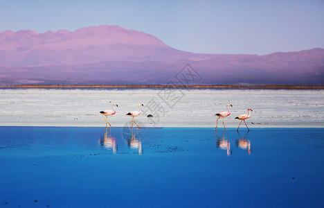 火烈鸟玻利维亚高原湖泊野生动物自然荒野高清图片