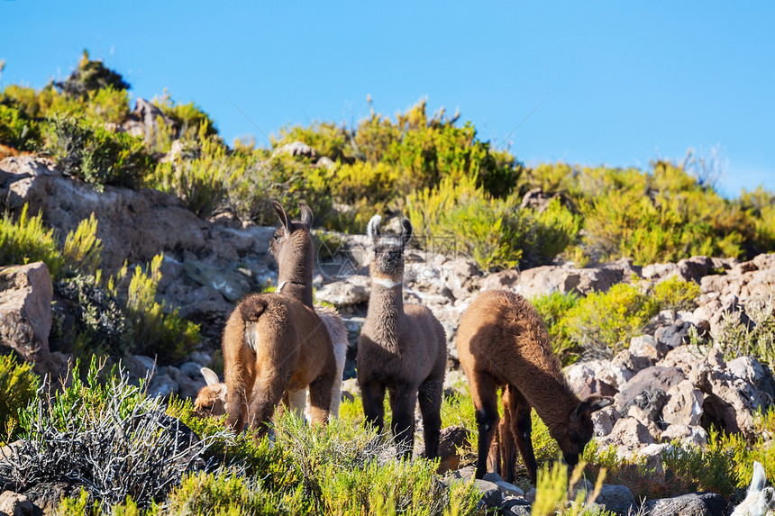 玻利维亚偏远地区的骆驼图片