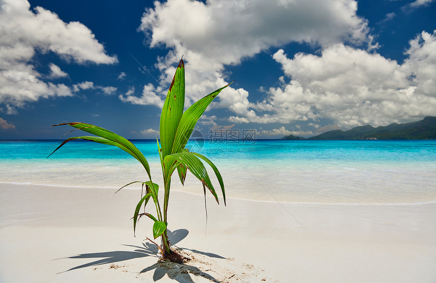 棕榈树椰子生长美丽的安塞索勒海滩马赫,塞舌尔图片