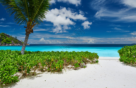 美丽的娇小的安塞海滩与棕榈树塞舌尔,马赫高清图片