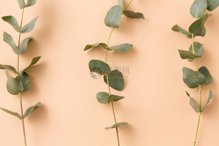 自然植物植物的米色背景上的绿色桉树枝灰褐色背景上的桉树枝图片