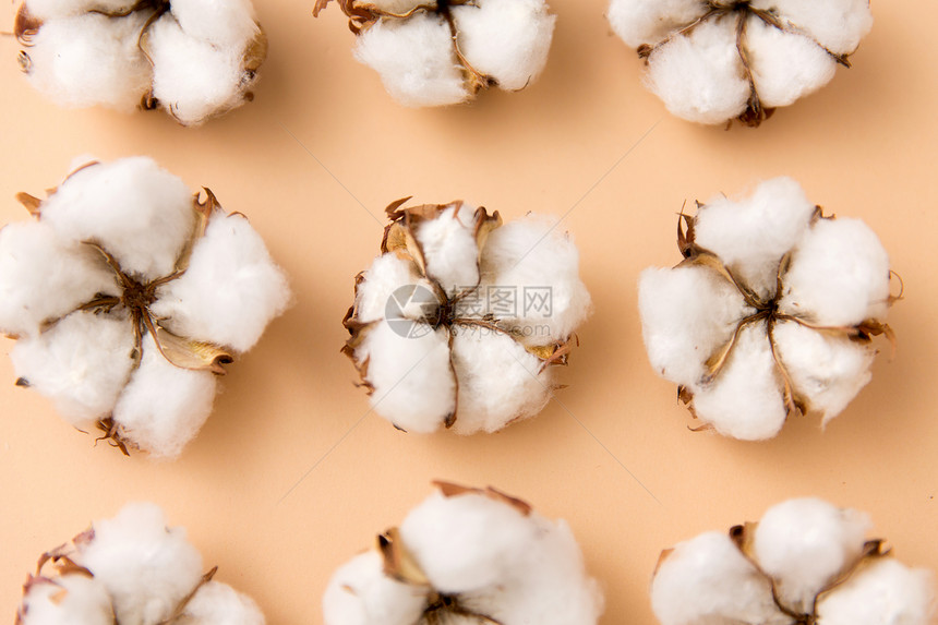 自然,植物草药的棉花米色背景米色背景上的棉花图片