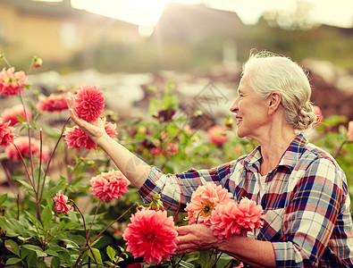 花奶奶素材农业,园艺人的快乐的高级妇女与鲜花盛开夏季花园夏天花园里带花的高级女人背景