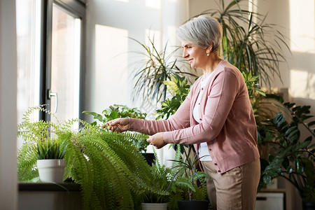 人,家务照顾快乐的老年妇女家照顾家庭植物高级妇女家照顾家庭植物图片