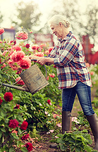 农业,园艺人的快乐的高级妇女与浇水罐大丽花盛开夏季花园老年妇女夏季花园浇花背景图片