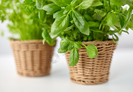 健康的饮食,园艺有机绿色罗勒草柳条篮子桌子上柳条篮子里绿色罗勒草图片