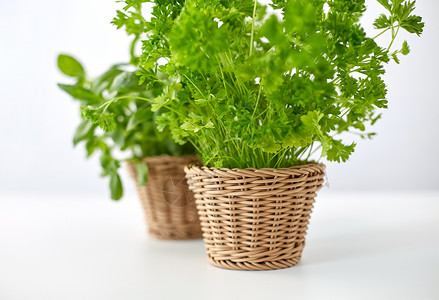 健康的饮食,园艺有机绿色欧芹草本植物柳条篮子柳条篮子里的欧芹药草图片