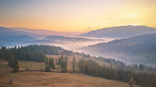 早上立了秋美丽的秋山全景早上雾蒙蒙的林地日出山间雾谷上雾中山上的树乌克兰喀尔巴阡山脉背景