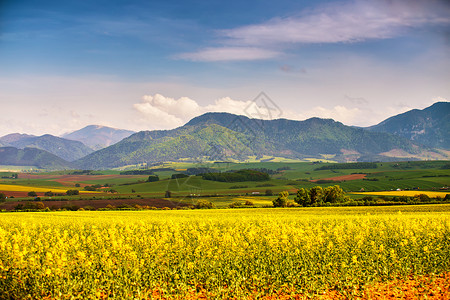 春天,黄色的科尔扎田野绿色的草地塔特拉斯山谷斯洛伐克农村场景盛开的春天景观背景图片