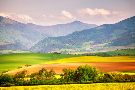 春天,黄色的科尔扎田野绿色的草地塔特拉斯山谷斯洛伐克农村场景盛开的春天景观背景图片