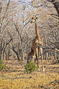 长颈鹿小牛南非的片干燥的森林里母亲那里喂食图片