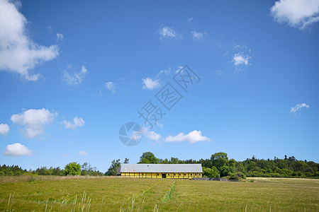 夏天用小麦作物绿色的田野上种黄色的农场高清图片