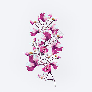 可爱的玉兰花枝紫色绽放白色的背景春天开花了图片