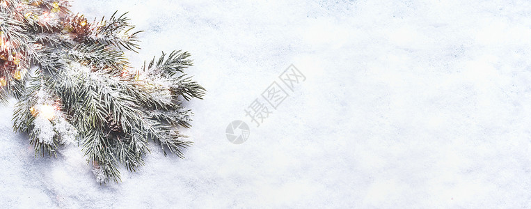 冬天圣诞节的雪背景杉木的树枝上覆盖着雪上面的风景博克横幅背景图片
