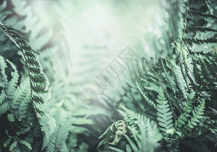 热带蕨类植物的丛林自然背景图片
