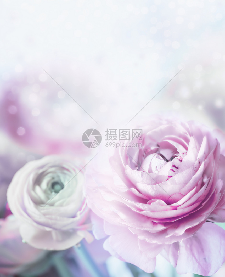可爱的粉彩花背景柔的焦点用Bokeh花瓣盛开图片