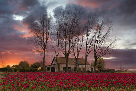 荷兰有红色郁金香的田野图片