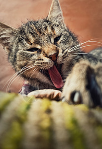 博尔迪安努困乏的特写有趣的懒惰条纹猫的垂直肖像,昏昏欲睡的打哈欠,躺户外背景