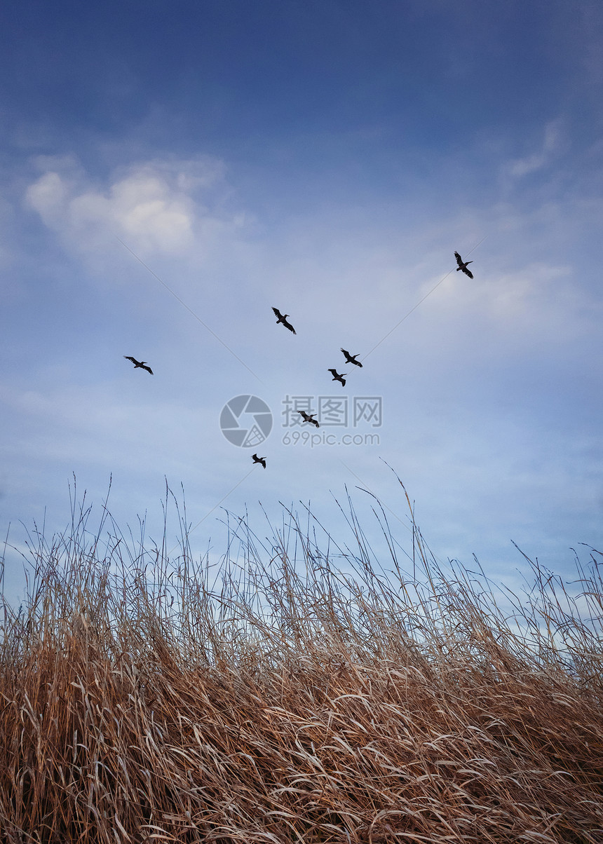 群候鸟飞过片草地,草地上长满了干草深秋的场景,垂直拍摄的自然与蓝天背景图片