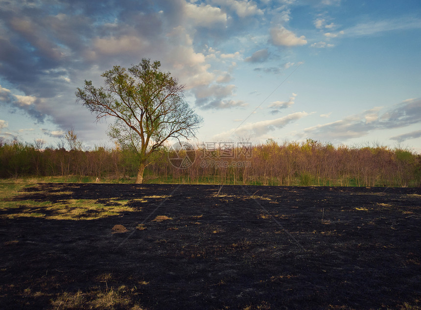 早春烧毁了森林附近片草地的植被草地火灾后地面上的暗灰危害野生动植物的自然灾害干旱季节的图片