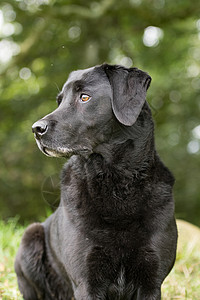 黑色拉布拉多猎犬黑色拉布拉多背景