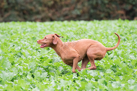 猎犬图片