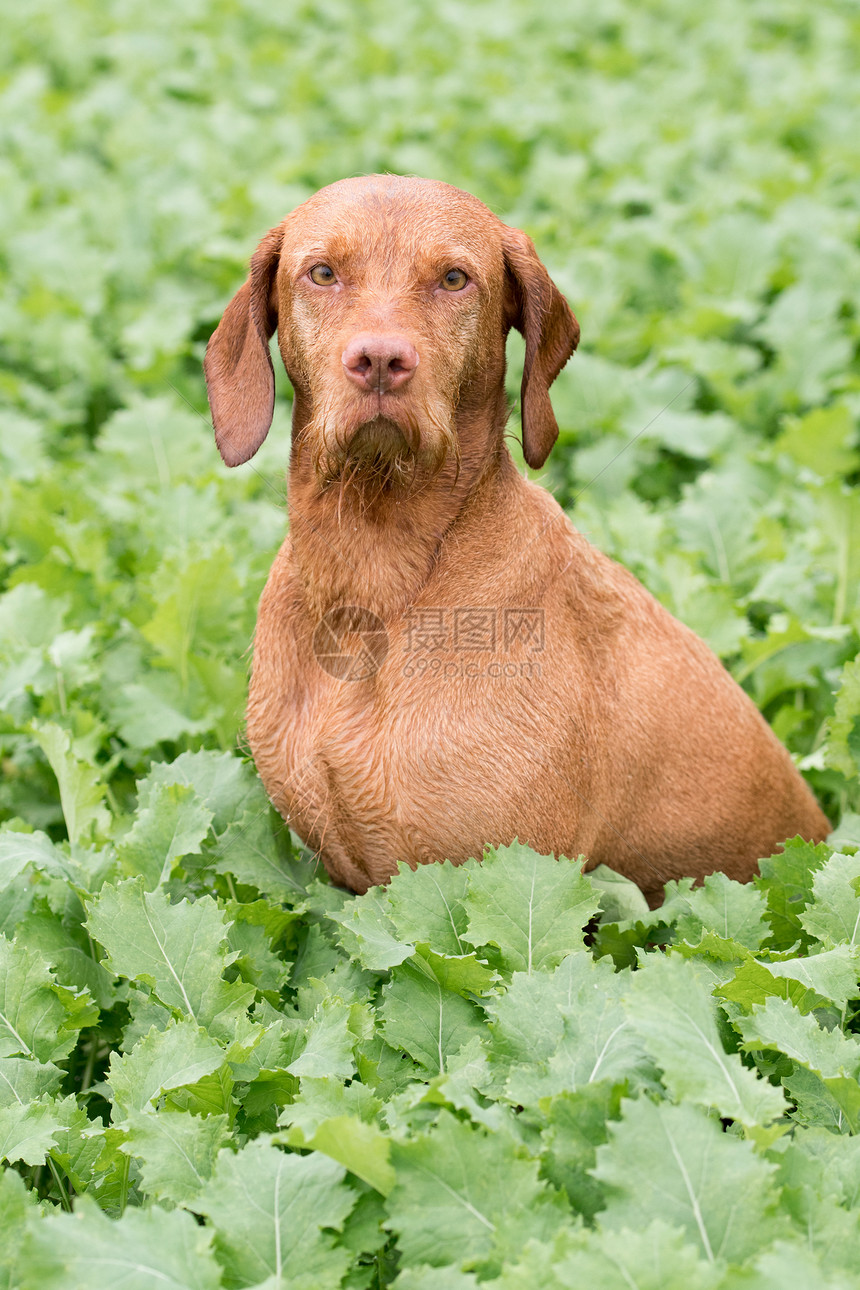 猎犬图片