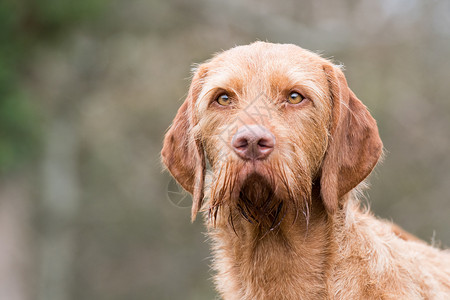 猎犬乡村法鲁红高清图片