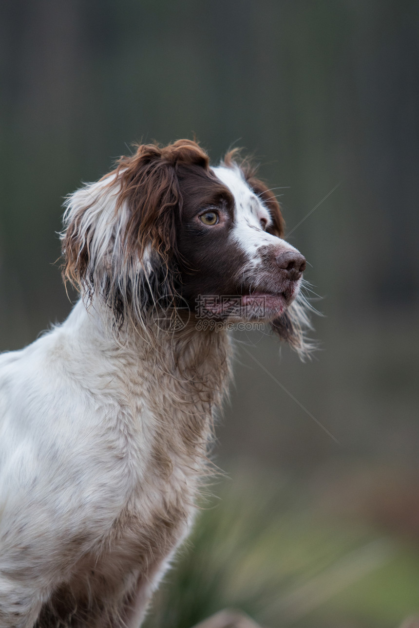 白色猎犬图片