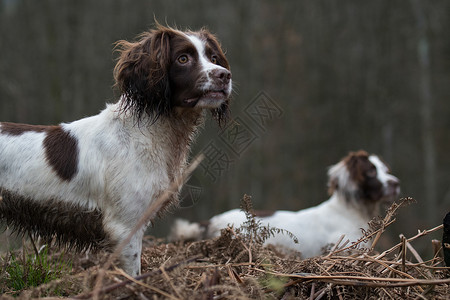 白色猎犬alectori高清图片