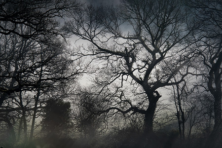 幽灵树的剪影背景图片