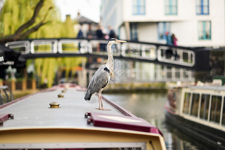 英国伦敦卡姆登镇小威尼斯的艘船屋顶上的Heron或ArdeaCinerea英国伦敦卡姆登镇小威尼斯的Heron或Ardea背景