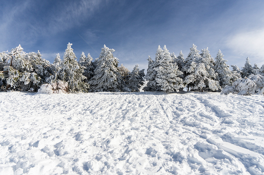 西牙,安达卢西亚,格拉纳达雪松树内华达山脉滑雪胜地的冬天,充满了雪旅行运动内华达山脉滑雪胜地的雪松树图片