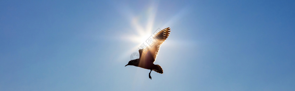 全景剪影的鸟飞阳光面前的蓝天图片