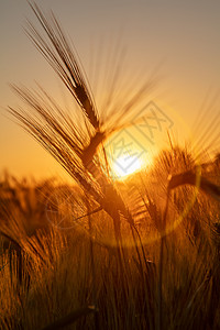 金色的日落或日出时小麦或大麦的耳朵图片