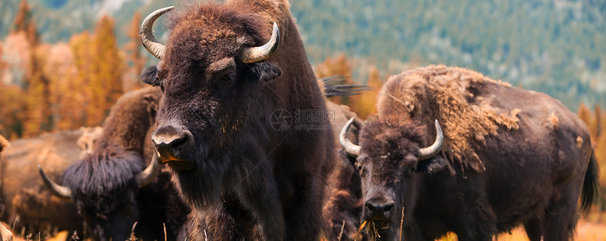 放牧美洲野牛野牛野牛或水牛全景的全景图片