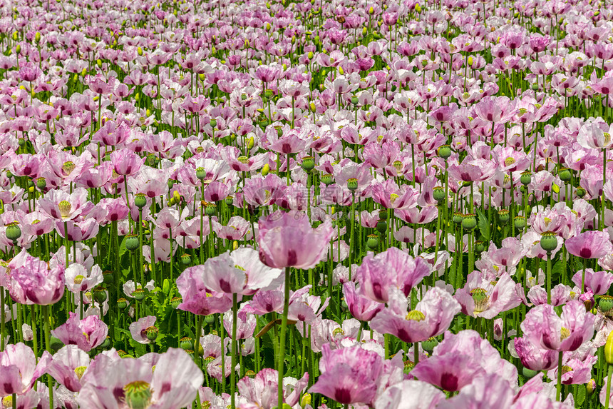 粉红色的花生长夏天的田野里图片