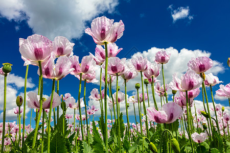 特写照片,粉红色的花生长个夏天的田野,明亮的蓝天白云图片