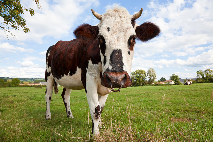 农场里的牛或公牛,诺曼底,法国,欧洲图片