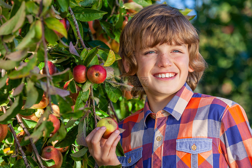 快乐微笑的男孩子苹果园摘苹果图片