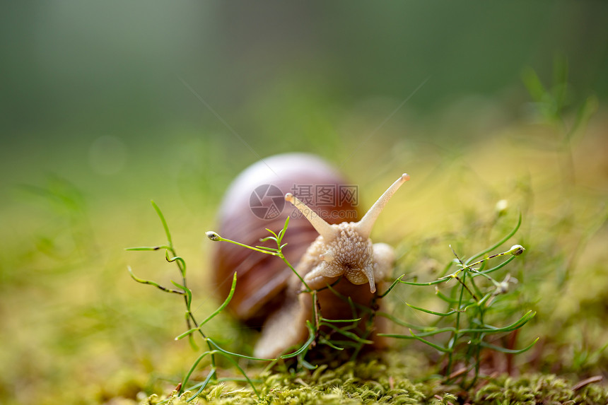 螺旋波马提亚也罗马蜗牛勃艮螺食用蜗牛蜗牛,图片