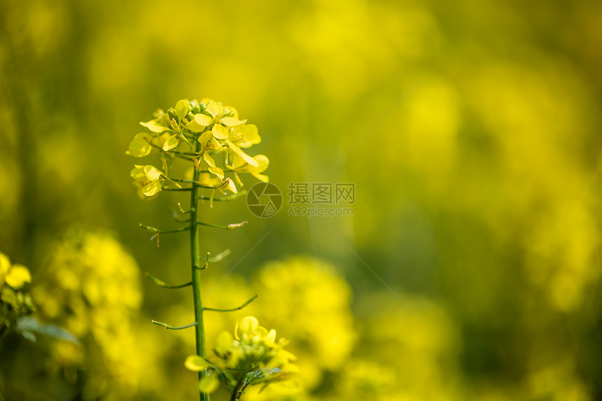 芥末花芥末幸福健康的神秘之花图片