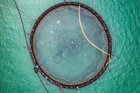 挪威农场鲑鱼捕鱼图片