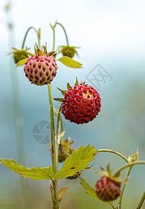 成熟草莓的浆果图片