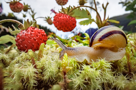 腹足类蜗牛特写,看着红色的草莓背景