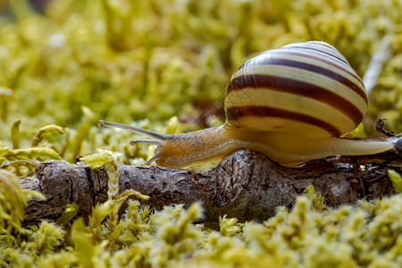蜗牛慢慢地沿着超级观特写爬行图片