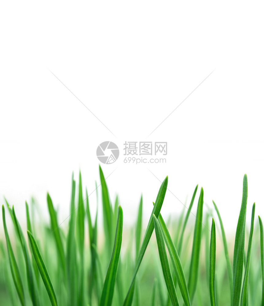 春天或夏天的自然背景与新鲜的绿草隔离白色与图片
